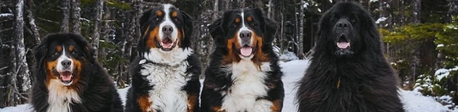 Four big, fluffy dogs sitting side by side in the snow among spruce trees